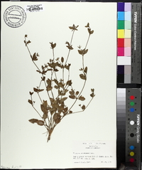 Eryngium prostratum image
