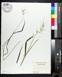 Elymus hystrix image