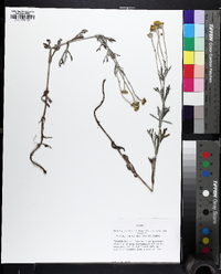 Eriophyllum lanatum image