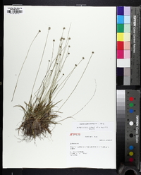 Lachnocaulon anceps image