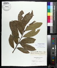 Quercus imbricaria image