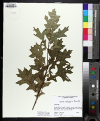 Quercus palustris image