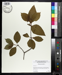 Viburnum cassinoides image