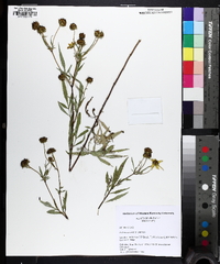 Bidens polylepis image