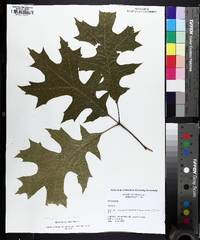 Quercus coccinea image