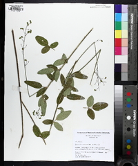 Desmodium obtusum image