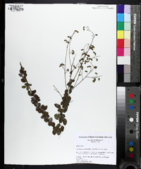 Desmodium ciliare image