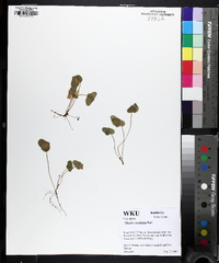 Oxalis montana image