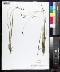 Juncus filipendulus image