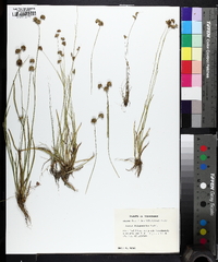 Juncus filipendulus image