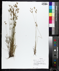 Juncus secundus image