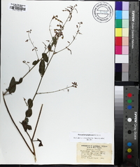 Desmodium perplexum image