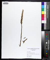 Spiranthes magnicamporum image