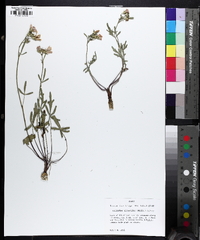 Callirhoe alcaeoides image