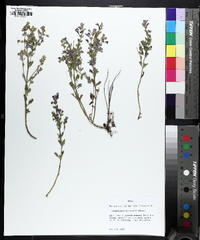 Scutellaria drummondii image