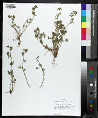 Medicago minima image