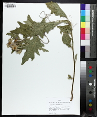 Solanum dimidiatum image