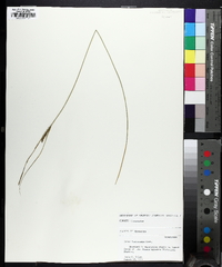 Carex lasiocarpa image