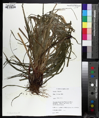 Carex grayi image