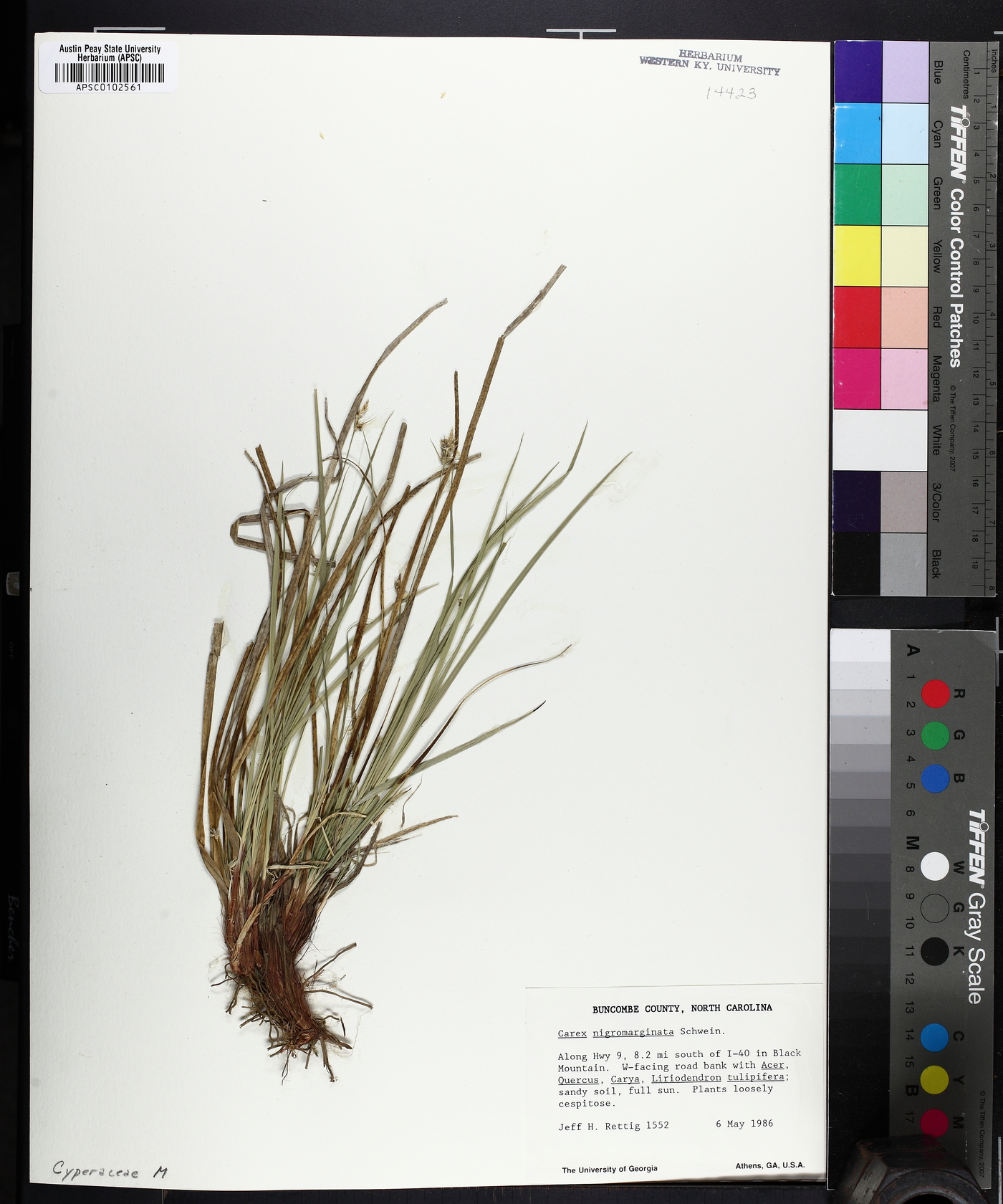 Carex austrodeflexa image