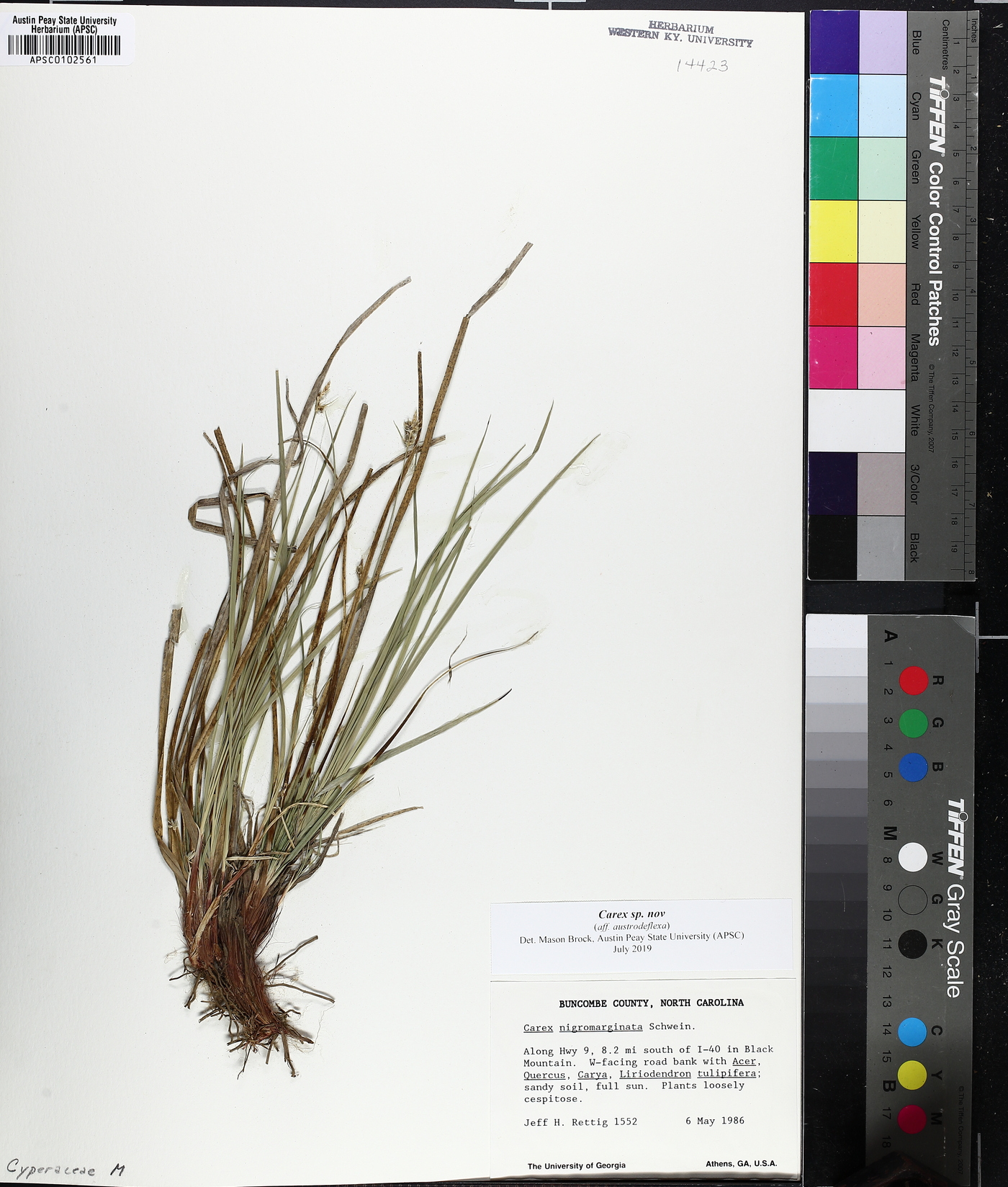 Carex austrodeflexa image