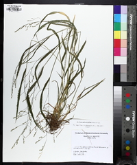 Festuca subverticillata image