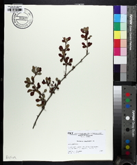 Berberis thunbergii image