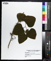 Smilax bona-nox image