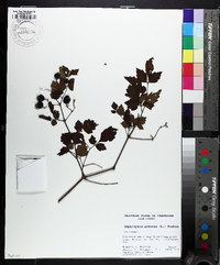 Nekemias arborea image