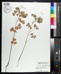 Oxalis grandis image