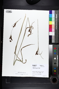 Rhynchospora caduca image