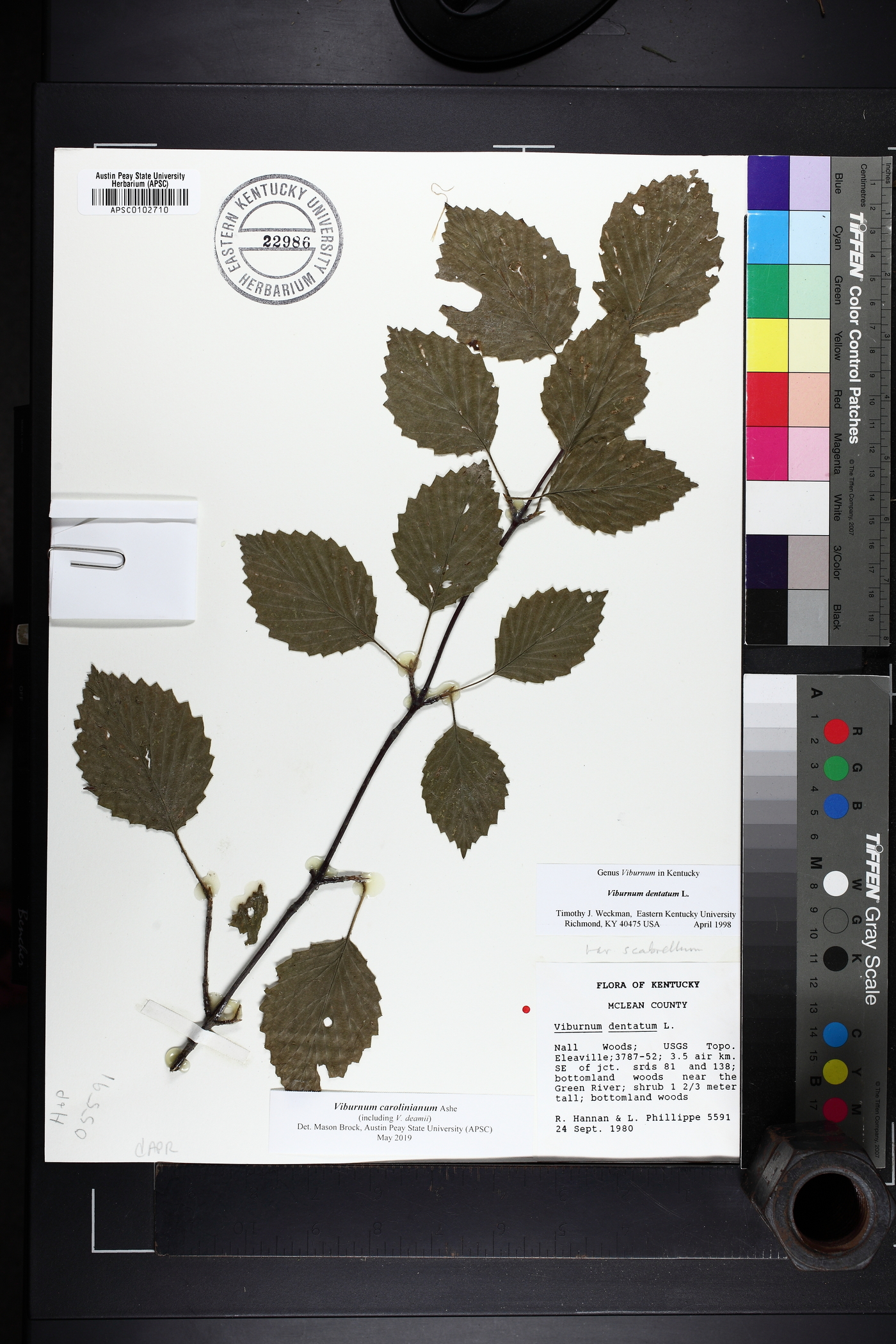 Viburnum dentatum var. deamii image