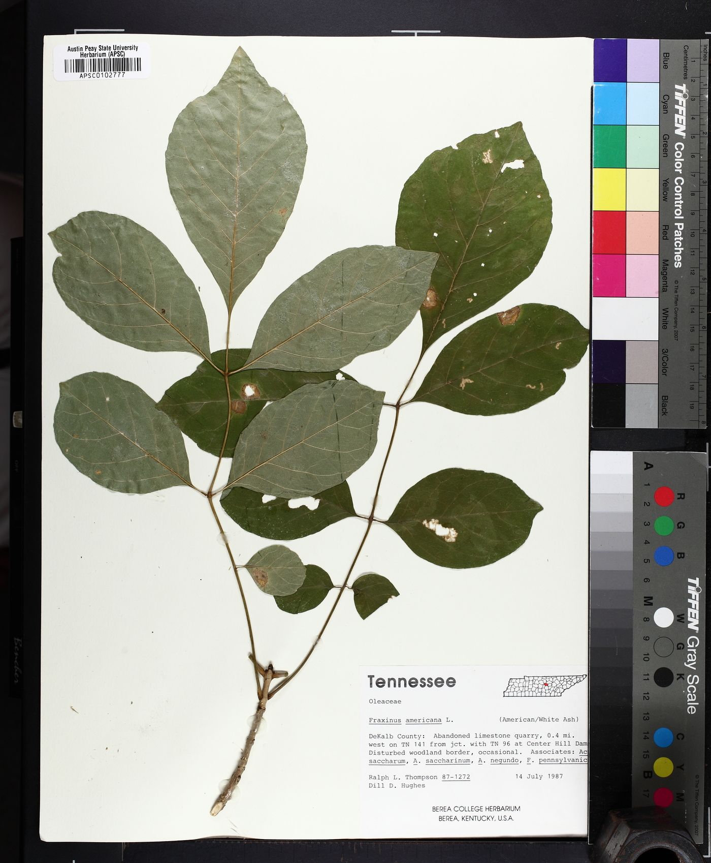 Fraxinus biltmoreana image