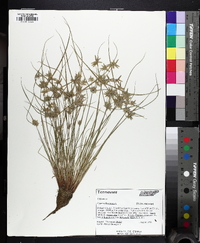 Cyperus flavescens image