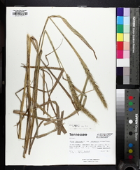 Elymus virginicus var. intermedius image