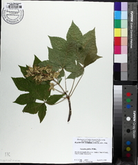 Aesculus glabra image