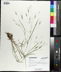 Bromus sterilis image