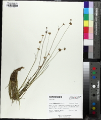 Juncus filipendulus image