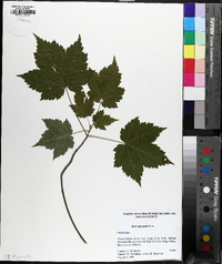 Acer spicatum image