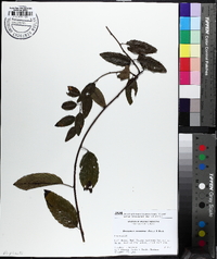 Berchemia scandens image