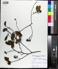 Berchemia scandens image