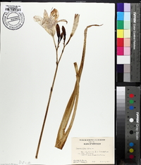 Hemerocallis fulva image