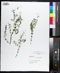 Galium concinnum image