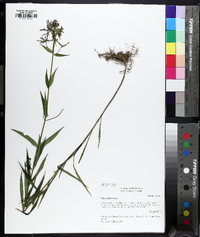 Phlox glaberrima image