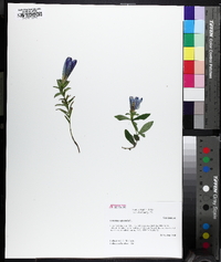 Gentiana saponaria image