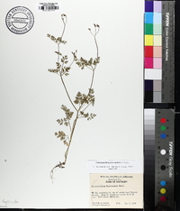 Chaerophyllum procumbens image