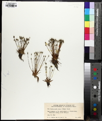 Lachnocaulon minus image