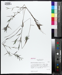 Dichanthelium acuminatum subsp. longiligulatum image