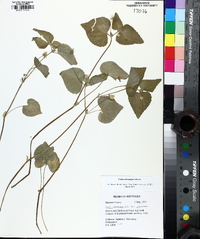 Viola pubescens var. scabriuscula image
