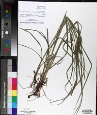 Carex louisianica image